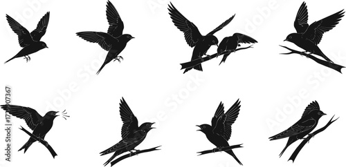 Silhouette vector illustration of swallows flying, perched, singing, feeding, and interacting on branches, perfect for decorative wildlife and nature design.