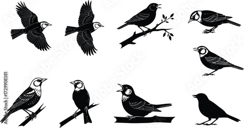Vector illustration of larks and songbirds in various poses, perched, flying, and singing on branches, perfect for wildlife nature artwork.
