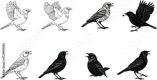 Vector illustration of songbirds and blackbirds in flight and perched poses, detailed line art silhouettes for wildlife nature design artworks.