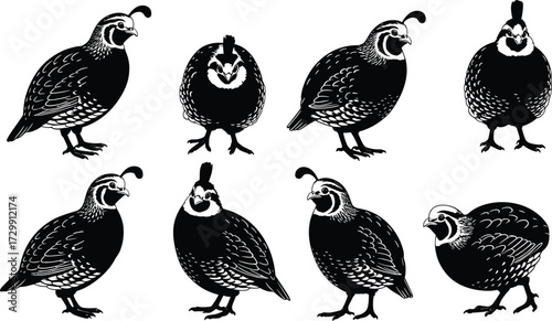 California quail bird silhouette vector set, different standing and front view poses, detailed feather patterns, wildlife, game bird, hunting, farm and nature design