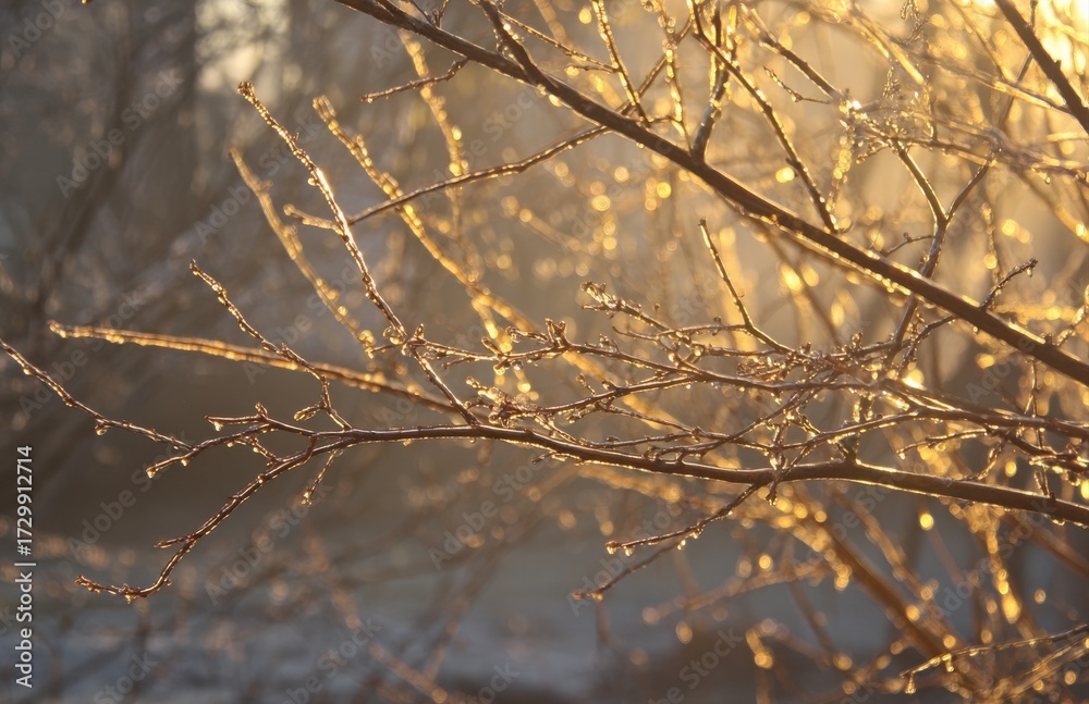 Obraz premium Frozen branches sparkling with golden hour sunlight in winter