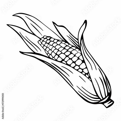 ears of corn on the cob