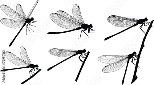 Dragonfly silhouettes, insect wings, nature illustration, black outline, flying insects, perched dragonflies, entomology design, vector art, wildlife pattern, decorative artwork
