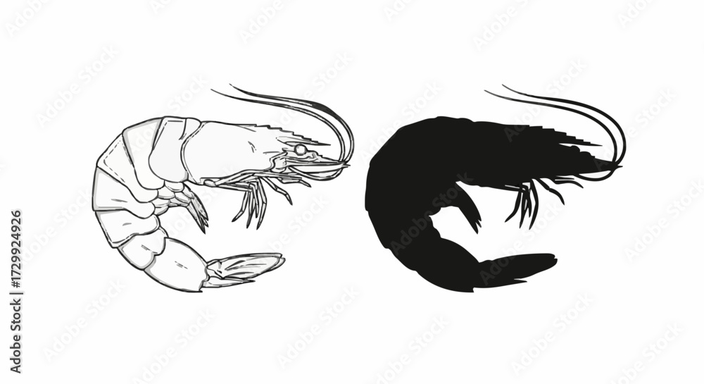 Fototapeta premium Two shrimp, one detailed outline and one silhouette, isolated on white
