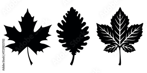 Vector Silhouette Set of Leaves Maple Round and Tropical Shapes