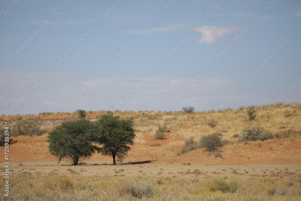 Fototapeta premium Trees standing out from the grass of the arid Kalahari Desert