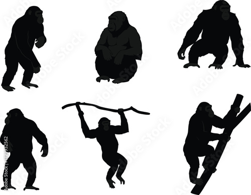 Chimpanzee silhouette vector set, monkey walking, sitting, climbing, swinging, ape poses, jungle wildlife illustration, black primate artwork, animal design collection