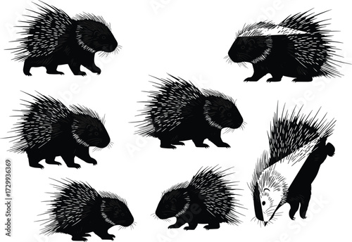 Porcupine cartoon illustration set, spiky rodent animal artwork, wildlife vector design, nature drawing clipart, cute mammal graphics, defensive quills artwork collection