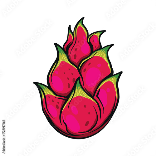 Dragon fruit with retro illustration style. Fresh pitahaya on white background