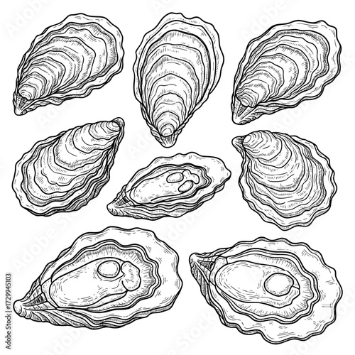 Oysters clipart vector hand drawn set in sketch style. Seafood delicacy in shells, line art in retro engraving style. Black and white seafood image.