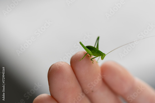 Vibrant green grasshopper perched gently on a human hand