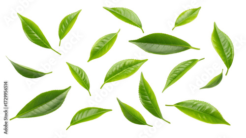 Fresh Green Tea Leaves Isolated on Black Background for Healthy Beverage and Natural Product Concepts
