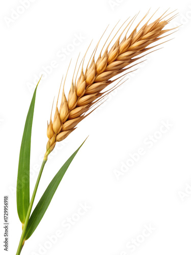 Golden wheat stalk isolated on black background for healthy food and agriculture concept with vibrant green leaves and textured grain
