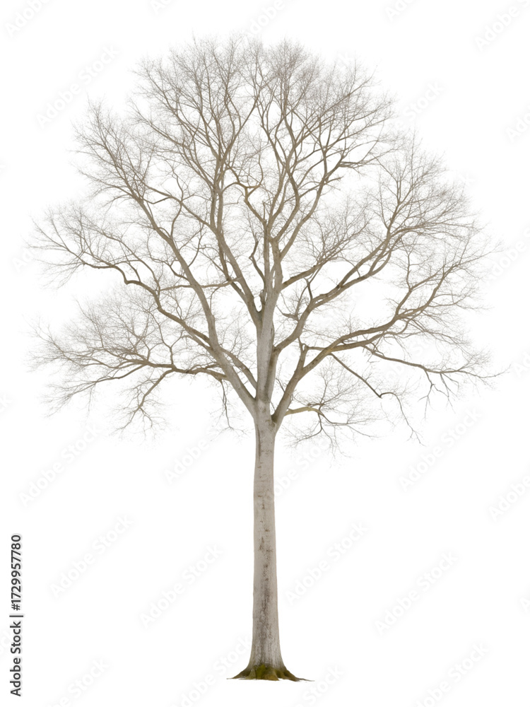 Obraz premium White Tree Silhouette Against Black Backdrop A Minimalist and Elegant Fine Art Print for Modern Interiors and Digital Designs