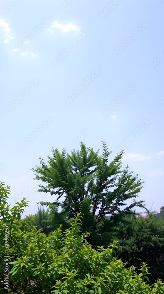 Obraz premium Green Trees under Blue Sky