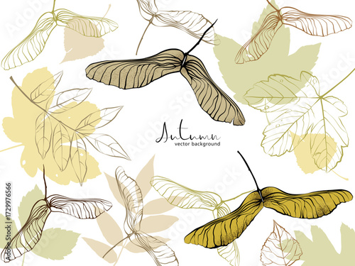 1581_Vector autumn background with textured maple keys and leaves