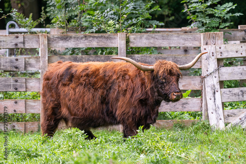 Highland Cow with long horns in front of a wooden fence