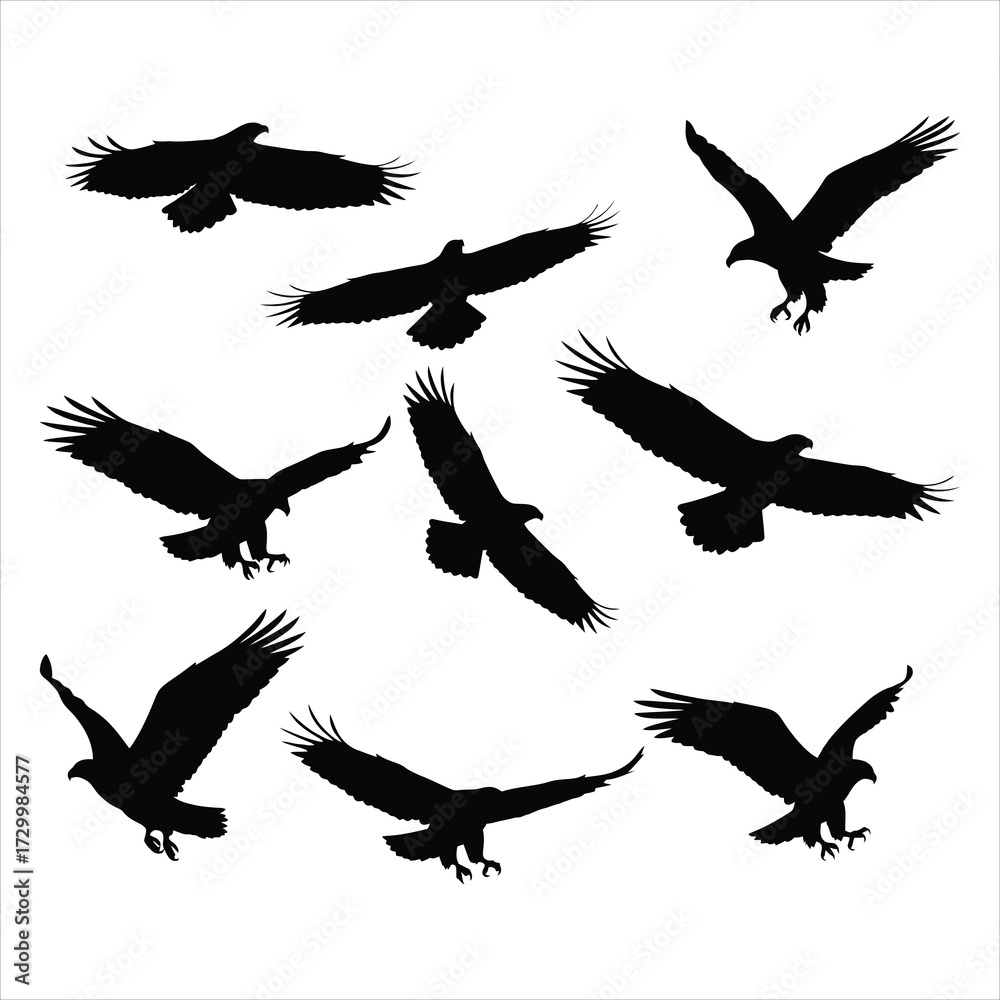 Obraz premium Black eagles soaring sky bird flight