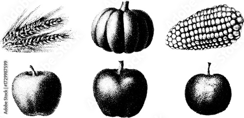 Wheat, pumpkin, corn, and apples in a black-and-white vector illustration. This set features detailed, hand-drawn produce in a simple style.