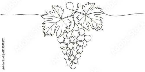 Single line drawing of grape bunch and leaves vector illustration vector