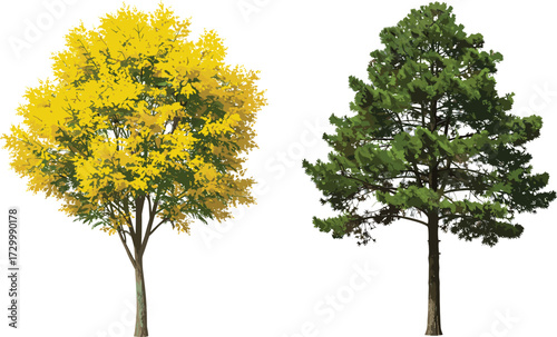 Cad drawing flat vector illustration, autumn tree, pine tree, yellow foliage, green needles, seasonal contrast, nature comparison, botanical art, tree species, educational design