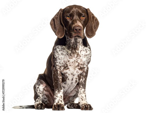 Pointer Dog Sitting Calmly, Front View Portrait, Transparent Background