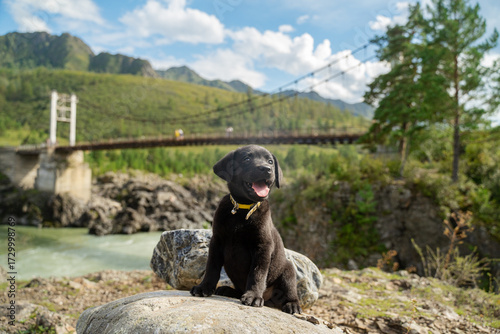 A black Labrador puppy sits on a rock against the backdrop of mountains and a bridge