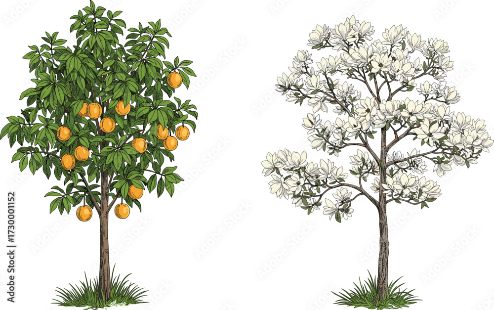Fototapeta premium Fruit Tree with Orange Fruits and Flowering Magnolia Tree Side by Side in Seasonal Garden Landscape Vector Illustration with Grass