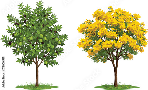 Green olive tree with ripe fruits and yellow flowering tree side by side on grass, vibrant seasonal contrast in botanical illustration