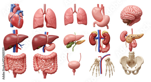 Anatomical illustration displaying various human internal organs including the heart, lungs, liver, stomach, brain, kidneys, intestines, bladder, pancreas, and pelvic bone.