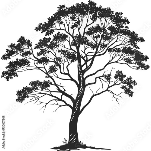 Tree top view outline collection, diverse foliage patterns, ideal for architectural plans, landscape designs, urban planning botanical illustrations, and garden