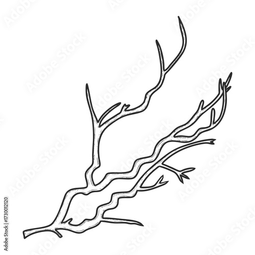 Hand drawn tree branch. Christmas decor. Vector illustration.
