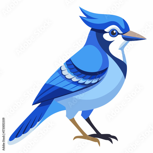 Geai bleu, au garde-corps