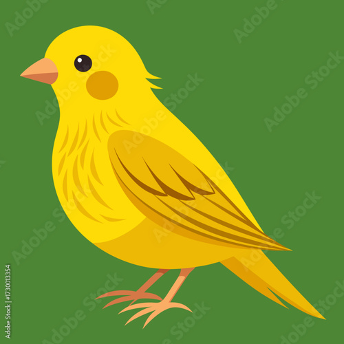 Canari domestique (Serinus Canaria Domestica) - 19ème siècle