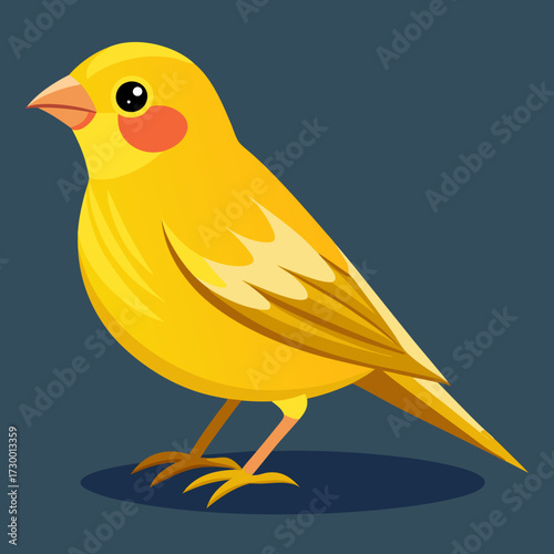 Canari domestique (Serinus Canaria Domestica) - 19ème siècle
