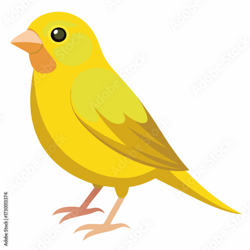 Canari domestique (Serinus Canaria Domestica) - 19ème siècle