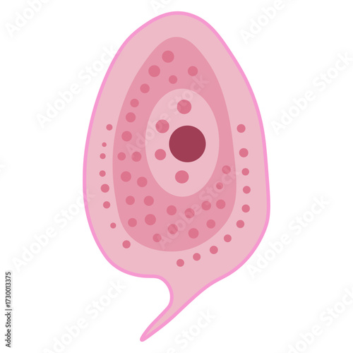 Phacus Protozoa 