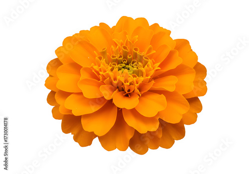 A Orange marigold flower isolated on a transparent background. Decorative blossom commonly used in Hindu festivals