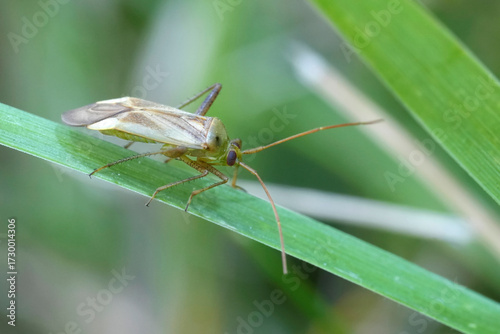 Natural closeup on a Lucerne or alfalfa plant bug, Adelphocoris lineolatus on a straw of grass