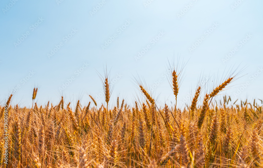Fototapeta premium Ripe wheat against clear sky in countryside