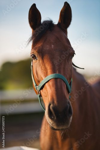 portrait of a horse
