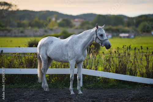 white horse in the field