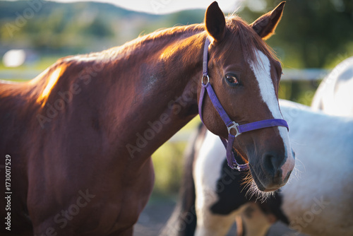 portrait of a horse