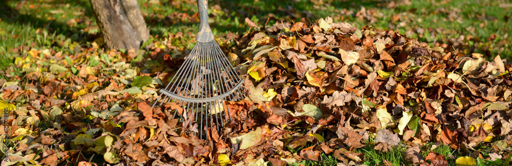 Obraz premium Râteau ou balai à feuilles au milieu d'un tas de feuilles mortes au pied d'un arbre sur la pelouse en automne, format panoramique
