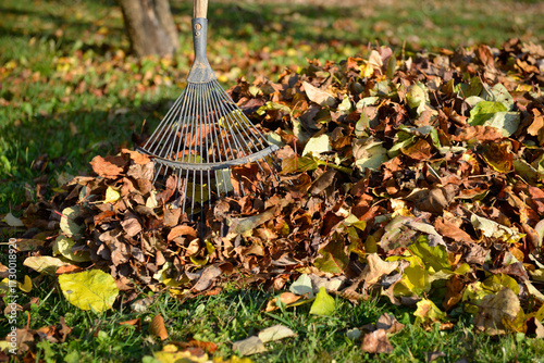Photography Râteau ou balai à feuilles au milieu d'un tas de feuilles mortes au pied d'un ar