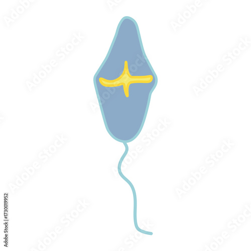 Ptychodiscus