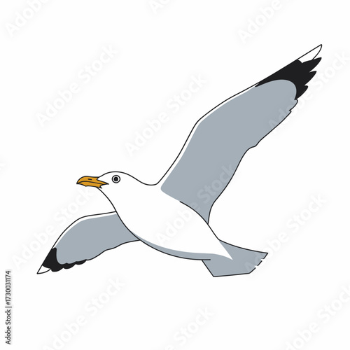 A white and grey seagull in flight with wings spread wide.