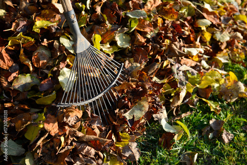 Râteau ou balai à feuilles au milieu d'un tas de feuilles mortes au pied d'un arbre sur la pelouse en automne, vue de dessus