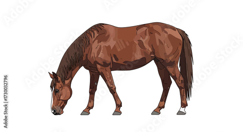 Brown horse isolated on white background grazing or eating with head down.