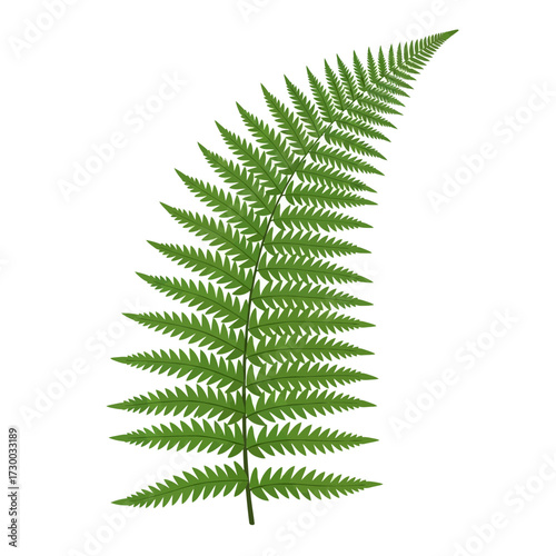 A green fern leaf isolated on a white background.